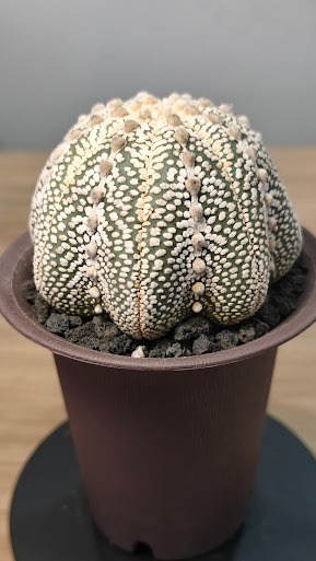 (Category: ) located in . Submitted by desertbalcony (Listing ID 1448762029, Image 1). Description: .