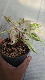 (Category: ) located in . Submitted by sindo.sg (Listing ID 1448888019, Image 1). Description: .