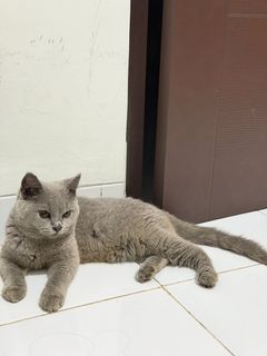 (Kategori: ) berada di . Dikirim oleh ohanananami (ID iklan 1448709546, Gambar 1). Deskripsi: .