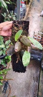 (Category: ) located in . Submitted by sindo.sg (Listing ID 1448888721, Image 1). Description: .