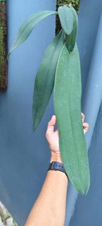 (Category: ) located in . Submitted by sindo.sg (Listing ID 1448888141, Image 1). Description: .