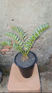 (Category: ) located in . Submitted by sindo.sg (Listing ID 1448888324, Image 1). Description: .