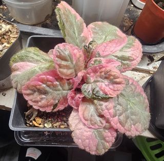 (Category: ) located in . Submitted by plant.crafts (Listing ID 1448741418, Image 1). Description: .