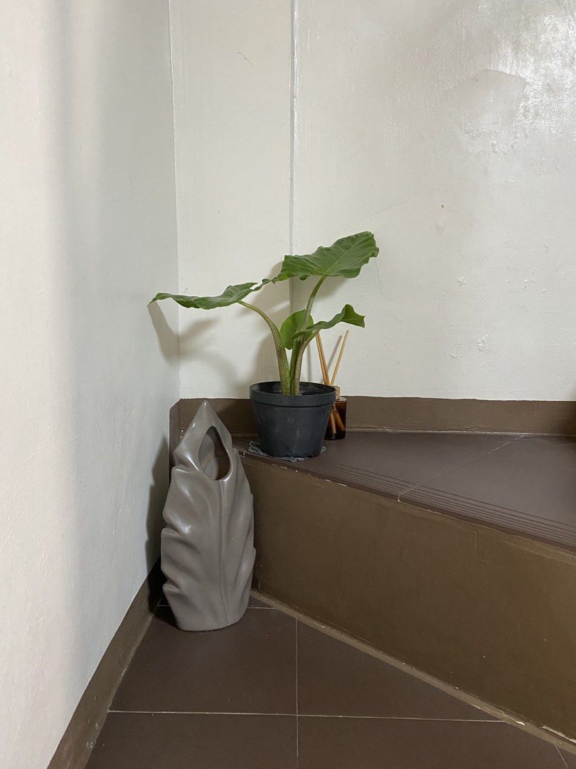 Grey Leaf-Shaped Vase with Potted Plant and Reed Diffuser (Category: Vases & Decorative Bowls) located in Manila. Submitted by simple_ideas (Listing ID 1448740573, Image 1). Description: - Elephant ear Plant. - Comes with a healthy green plant in a black pot - Adds greenery and style to any home corner or shelf Kakatanim lang, pwede pandesign sa loob ng bahay. Vase and perfume not included. Ship via Lalamove.