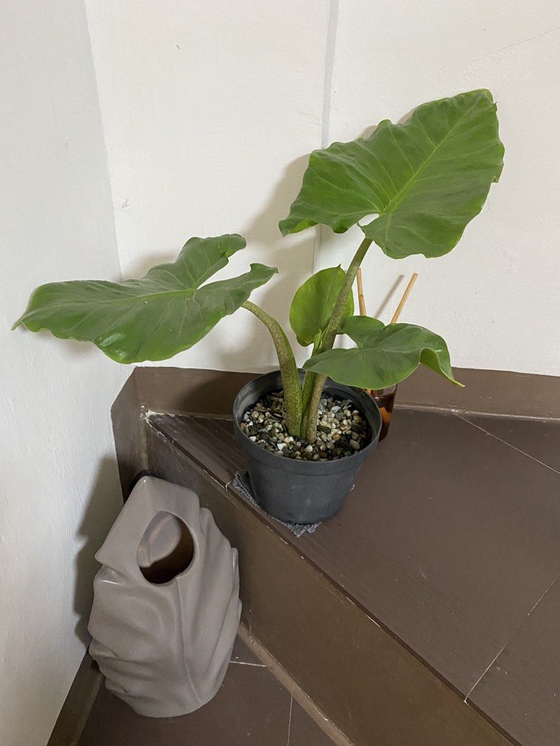 Grey Leaf-Shaped Vase with Potted Plant and Reed Diffuser (Category: Vases & Decorative Bowls) located in Manila. Submitted by simple_ideas (Listing ID 1448740573, Image 3). Description: - Elephant ear Plant. - Comes with a healthy green plant in a black pot - Adds greenery and style to any home corner or shelf Kakatanim lang, pwede pandesign sa loob ng bahay. Vase and perfume not included. Ship via Lalamove.