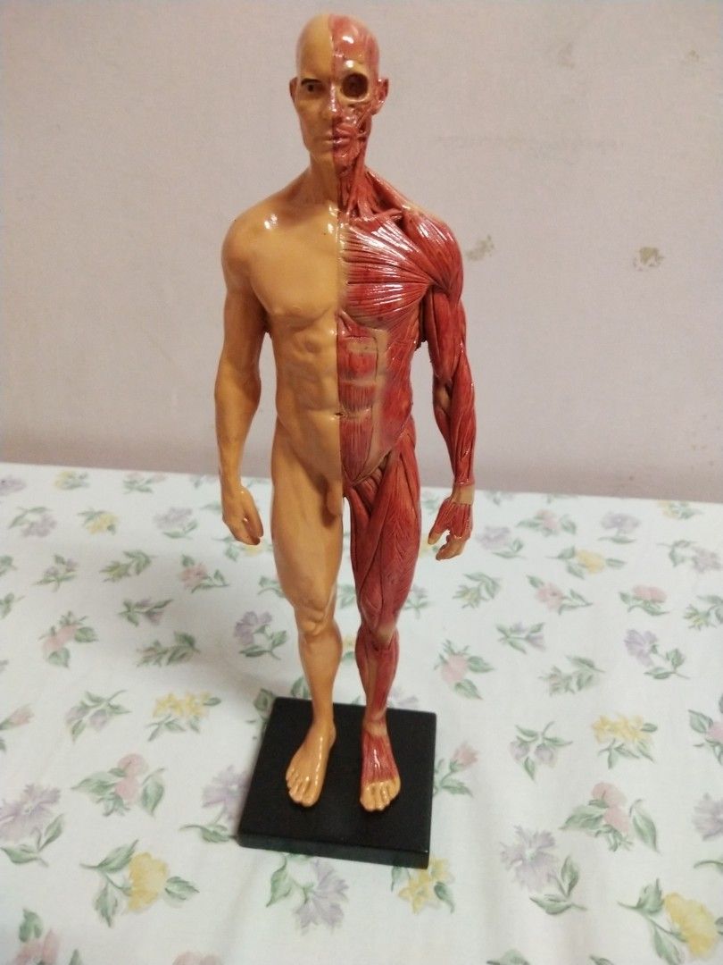 Human Anatomy Muscle Model - Torso and Limbs (Category: Medical Supplies & Tools) located in Manila. Submitted by olap.santos (Listing ID 1448835108, Image 1). Description: - Detailed human musculature model - One side shows skin and surface form - Other side reveals underlying muscles - Ideal for educational purposes or display - Includes a sturdy black base.