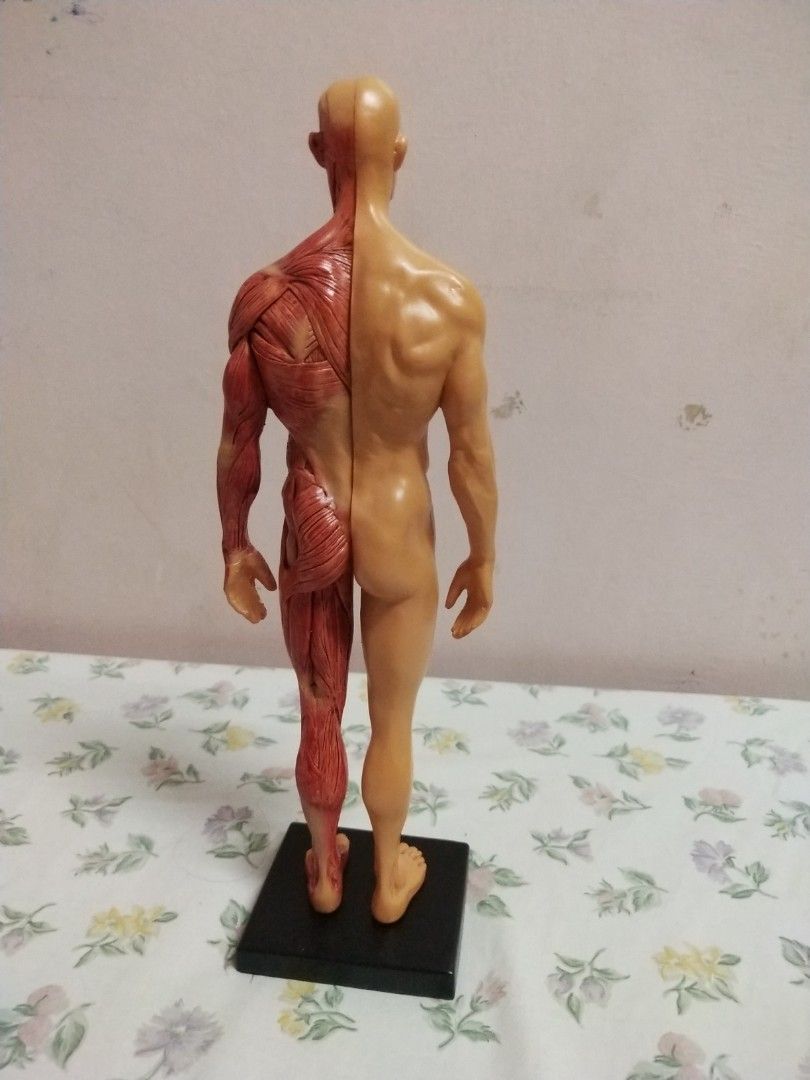 Human Anatomy Muscle Model - Torso and Limbs (Category: Medical Supplies & Tools) located in Manila. Submitted by olap.santos (Listing ID 1448835108, Image 3). Description: - Detailed human musculature model - One side shows skin and surface form - Other side reveals underlying muscles - Ideal for educational purposes or display - Includes a sturdy black base.