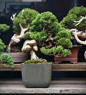 (Category: ) located in . Submitted by jia_bonsai_singapore (Listing ID 1448704664, Image 1). Description: .