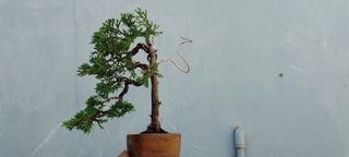 (Category: ) located in . Submitted by sindo.sg (Listing ID 1448887745, Image 1). Description: .