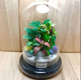 (Category: ) located in . Submitted by lushglassdoor (Listing ID 1448819475, Image 1). Description: .