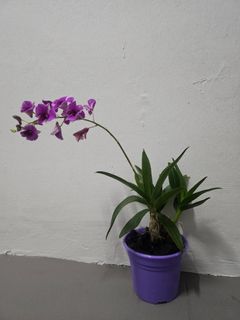 (Category: ) located in . Submitted by orchidgardener (Listing ID 1448890129, Image 1). Description: .