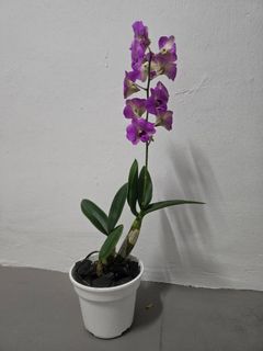 (Category: ) located in . Submitted by orchidgardener (Listing ID 1448890092, Image 1). Description: .