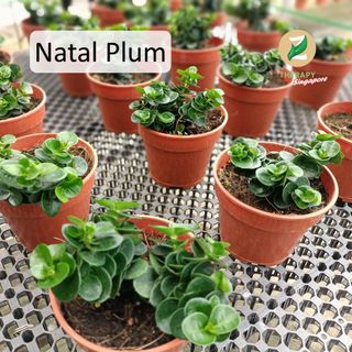 Plants Collection item 2