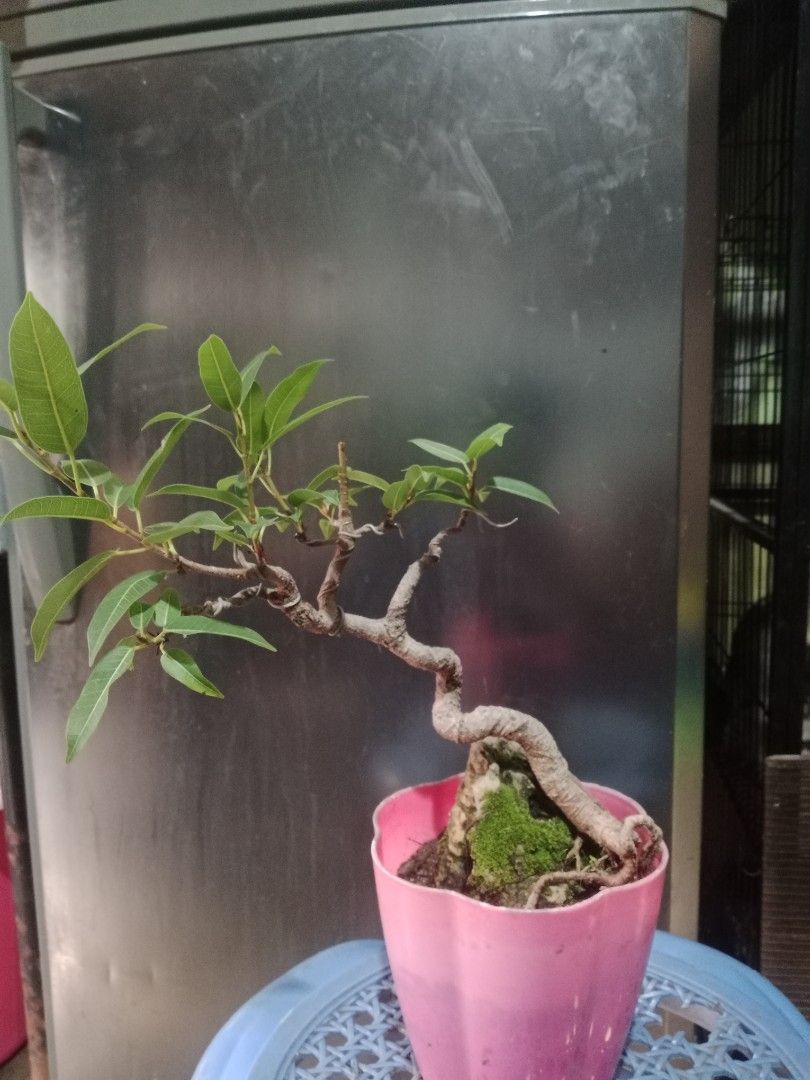 Red balete rock grown bonsai (Category: Plants & Seeds) located in Antipolo. Submitted by gdacz27 (Listing ID 1448698143, Image 1). Description: .