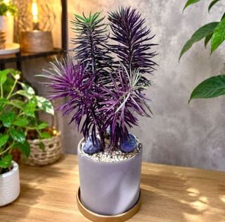 (Category: ) located in . Submitted by lushglassdoor (Listing ID 1448706050, Image 1). Description: .