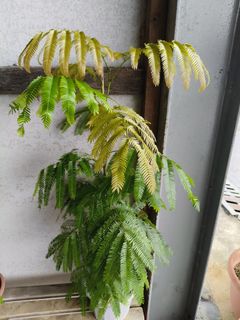 (Category: ) located in . Submitted by jtflorist (Listing ID 1448952632, Image 1). Description: .