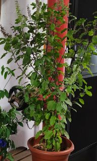 (Category: ) located in . Submitted by jtflorist (Listing ID 1447586746, Image 1). Description: .