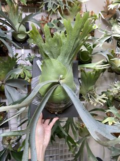 （分類：）位於 。 由 kinn_nn 提交（商品編號 1439962478，圖片 1）。簡介： 。