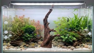 (Category: ) located in . Submitted by elmohi5 (Listing ID 1448942094, Image 1). Description: .