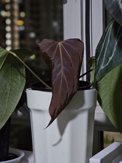 (Category: ) located in . Submitted by jungrow (Listing ID 1448633128, Image 1). Description: .