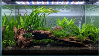 (Category: ) located in . Submitted by elmohi5 (Listing ID 1448937922, Image 1). Description: .