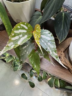 (Category: ) located in . Submitted by jubilantplants (Listing ID 1434207196, Image 1). Description: .