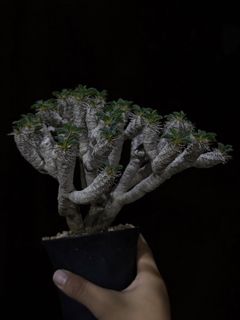 (Category: ) located in . Submitted by cuteplantsworld (Listing ID 1449039820, Image 1). Description: .