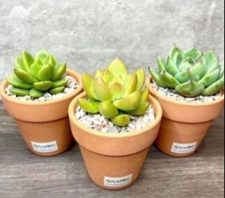 (Category: ) located in . Submitted by lushglassdoor (Listing ID 1448942685, Image 1). Description: .