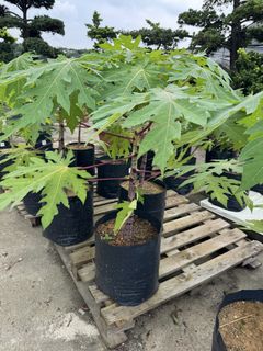 (Category: ) located in . Submitted by gardenfunfarm (Listing ID 1448954108, Image 1). Description: .