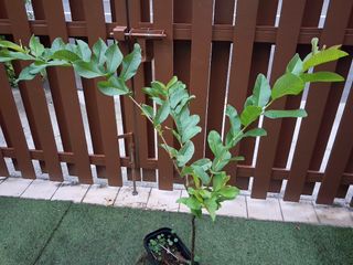 (Category: ) located in . Submitted by thkchen (Listing ID 1449036050, Image 1). Description: .