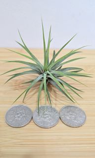 (Category: ) located in . Submitted by sghappyplant (Listing ID 1448960216, Image 1). Description: .