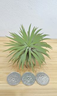 (Category: ) located in . Submitted by sghappyplant (Listing ID 1448971327, Image 1). Description: .