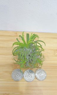 (Category: ) located in . Submitted by sghappyplant (Listing ID 1448969463, Image 1). Description: .