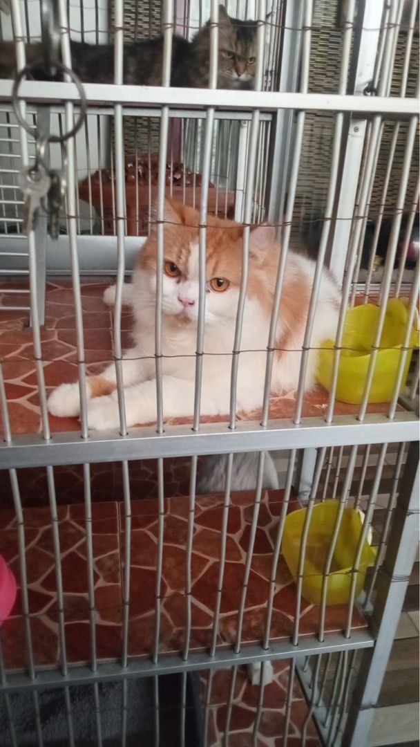 Kucing Persia Long Haired (see description) (Kategori: Aksesoris Hewan) berada di Depok. Dikirim oleh arravyou (ID iklan 1449025161, Gambar 3). Deskripsi: • Female • 3yo • Red-White Color • Sterile Mahar ganti Dry Food Meo Gourmet 7kg. .