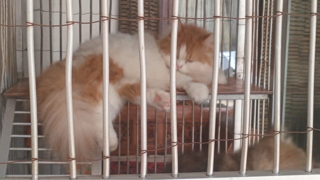 Kucing Persia Long Haired (see description) (Kategori: Aksesoris Hewan) berada di Depok. Dikirim oleh arravyou (ID iklan 1449025161, Gambar 1). Deskripsi: • Female • 3yo • Red-White Color • Sterile Mahar ganti Dry Food Meo Gourmet 7kg. .
