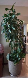 (Category: ) located in . Submitted by julymoh (Listing ID 1448953854, Image 1). Description: .