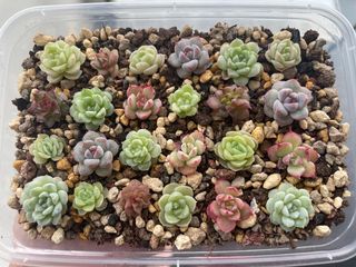 (Category: ) located in . Submitted by qq_garden (Listing ID 1449001212, Image 1). Description: .
