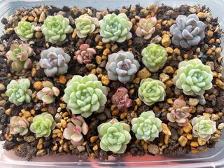 (Category: ) located in . Submitted by qq_garden (Listing ID 1449001879, Image 1). Description: .