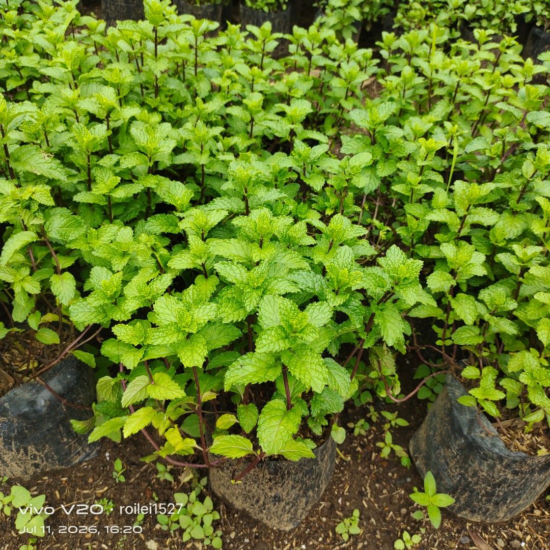 Mint herbs (Category: Gardening Tools & Ornaments) located in Silang. Submitted by luckykoki2018 (Listing ID 1448995274, Image 1). Description: .