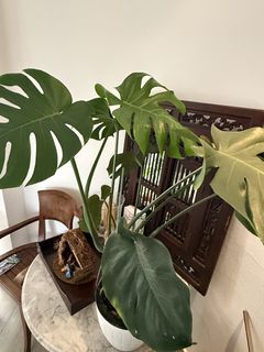 (Category: ) located in . Submitted by house_of_chen_sgp (Listing ID 1448998445, Image 1). Description: .