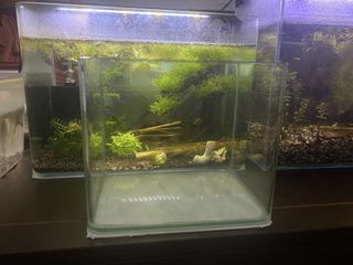 (Category: ) located in . Submitted by shrimpnerds (Listing ID 1449017981, Image 1). Description: .