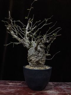 (Category: ) located in . Submitted by cuteplantsworld (Listing ID 1449041973, Image 1). Description: .