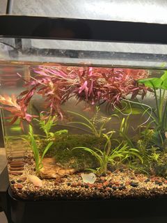 (Category: ) located in . Submitted by clearanzz (Listing ID 1449073509, Image 1). Description: .