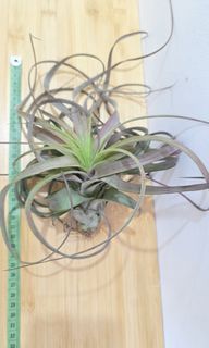 (Category: ) located in . Submitted by sghappyplant (Listing ID 1448973822, Image 1). Description: .