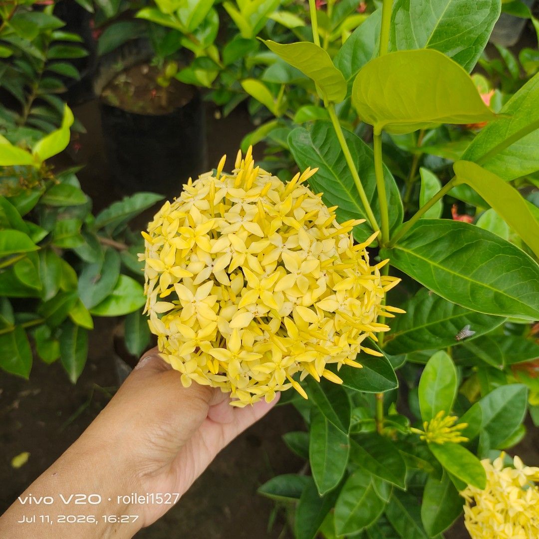 Yellow santan (Category: Gardening Tools & Ornaments) located in Silang. Submitted by luckykoki2018 (Listing ID 1448990303, Image 1). Description: .