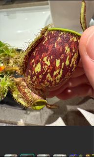 （分類：）位於 。 由 dlyly 提交（商品編號 1449267523，圖片 1）。簡介： 。