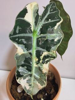 （分類：）位於 。 由 lovesaladforever 提交（商品編號 1449220647，圖片 1）。簡介： 。