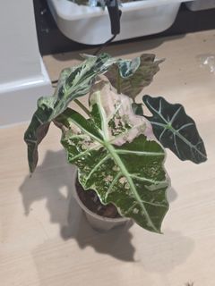 （分類：）位於 。 由 calvinplants 提交（商品編號 1449153249，圖片 1）。簡介： 。
