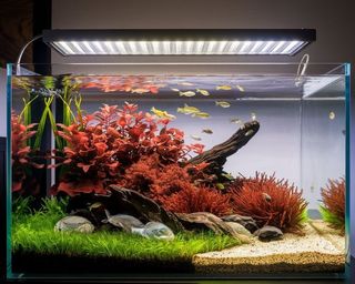 (Category: ) located in . Submitted by ascape (Listing ID 1449130379, Image 1). Description: .
