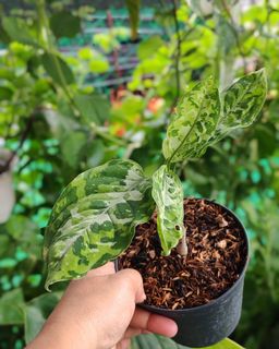 (Category: ) located in . Submitted by plantcorner (Listing ID 1449160704, Image 1). Description: .